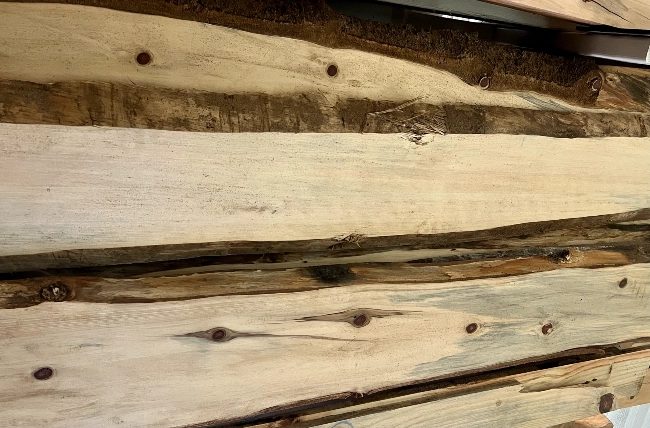 Sample of Norfolk Pine